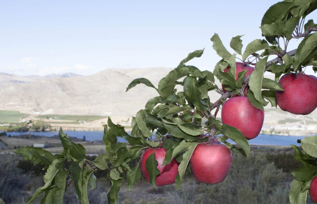 Pacific Rose Apples