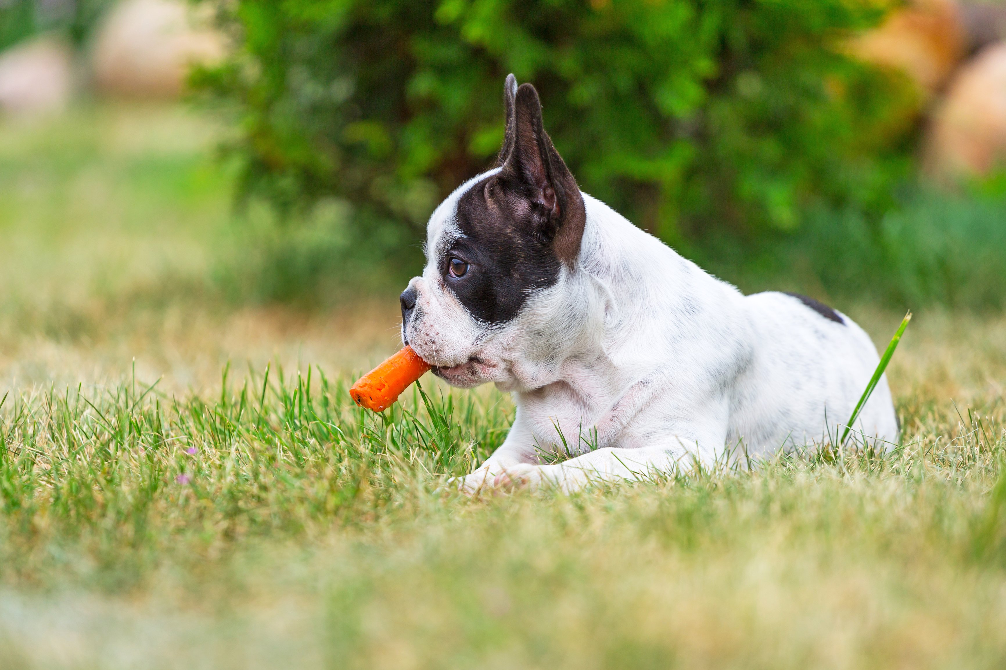 Dog-Safe Fruits and Vegetables