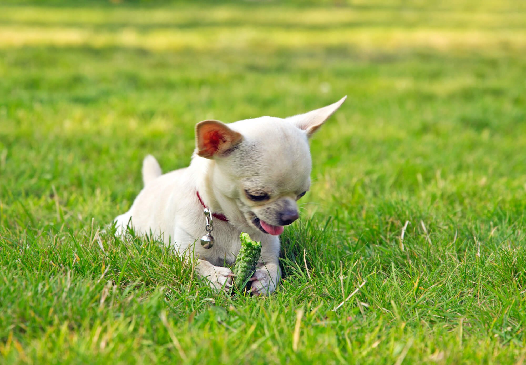 can puppies eat cucumber