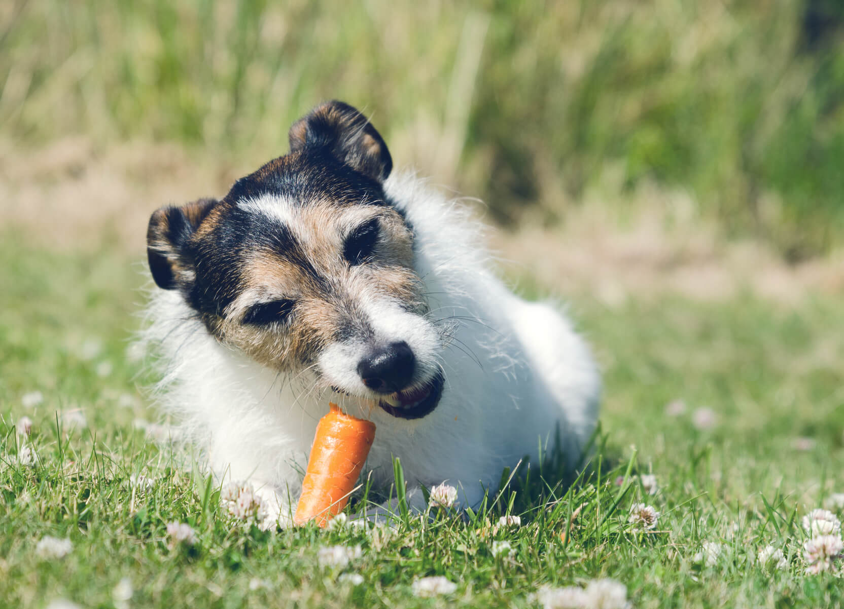 dogs have carrots