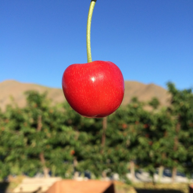 Chelan Fresh, Washington State Apples