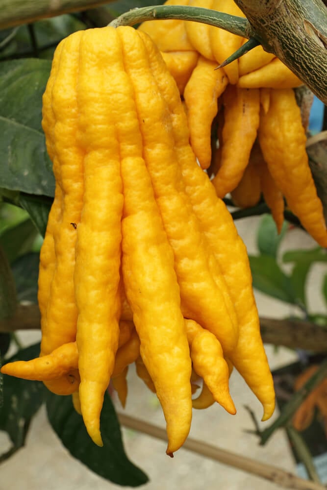 12 Unusual Fruits and Vegetables to Shake Up Your Meals