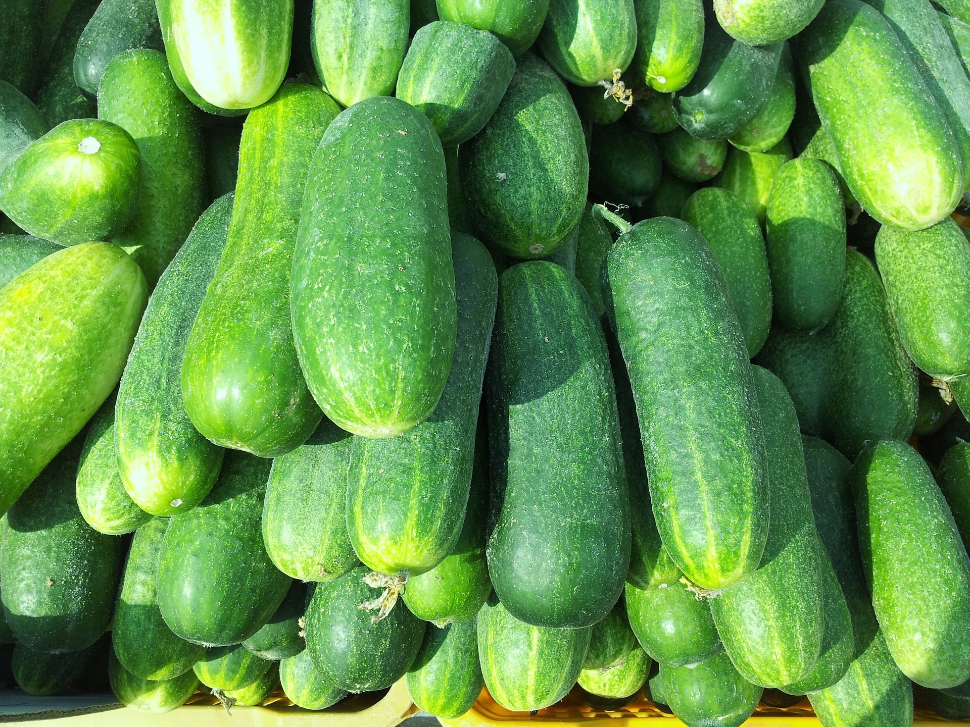cucumbers-168501_1920