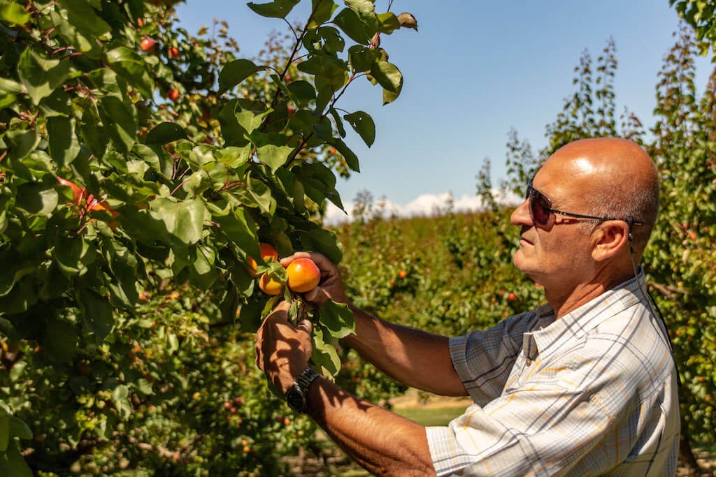 What Makes Sage Fruit Special?