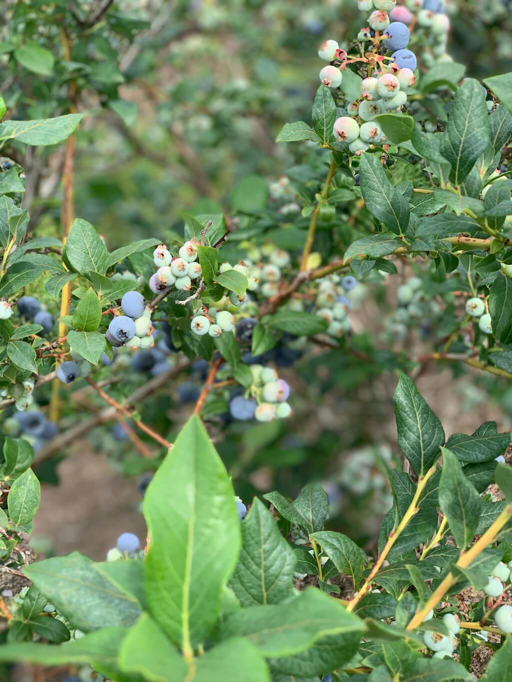 North Bay Produce Blueberry Farms Tour