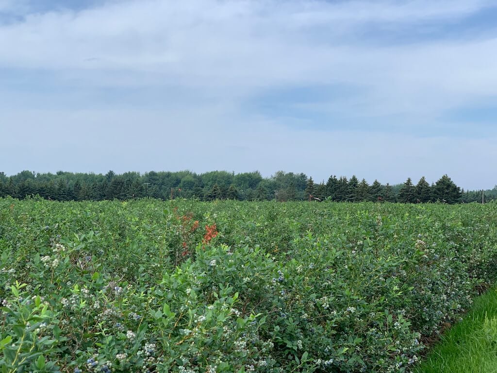 North Bay Produce Blueberry Farms Tour