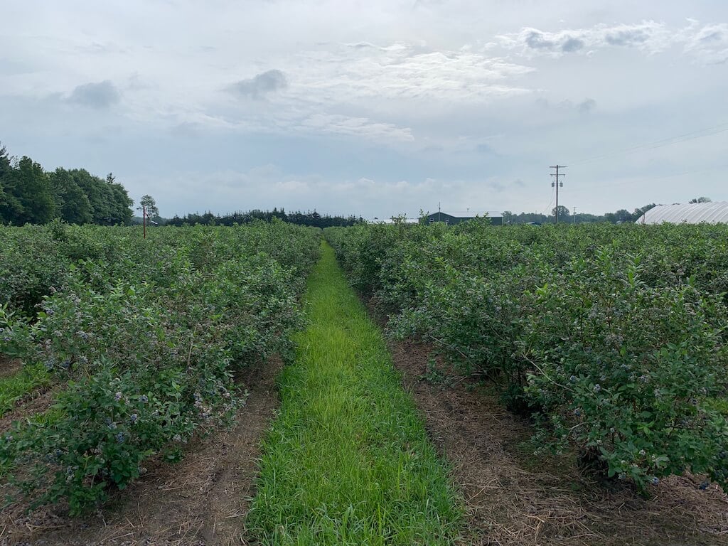 North Bay Produce Blueberry Farms Tour