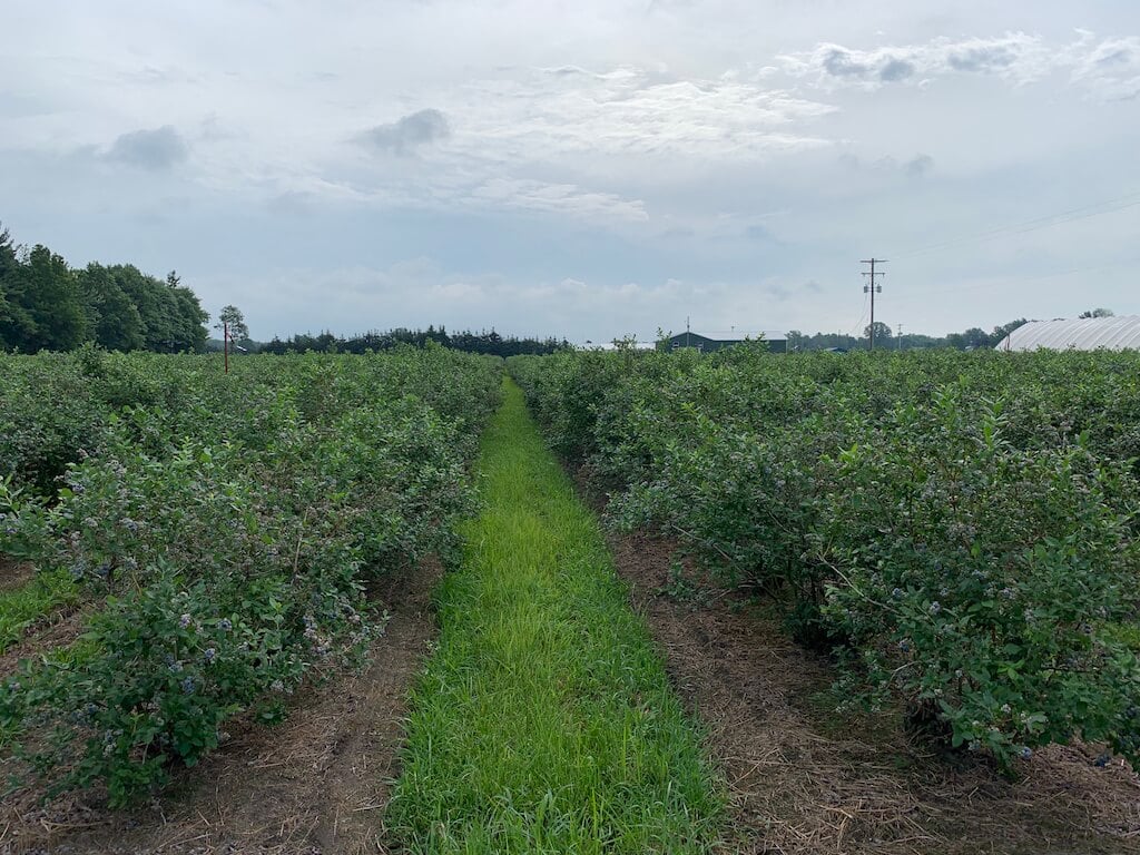 North Bay Produce Blueberry Farms Tour - The Produce Moms