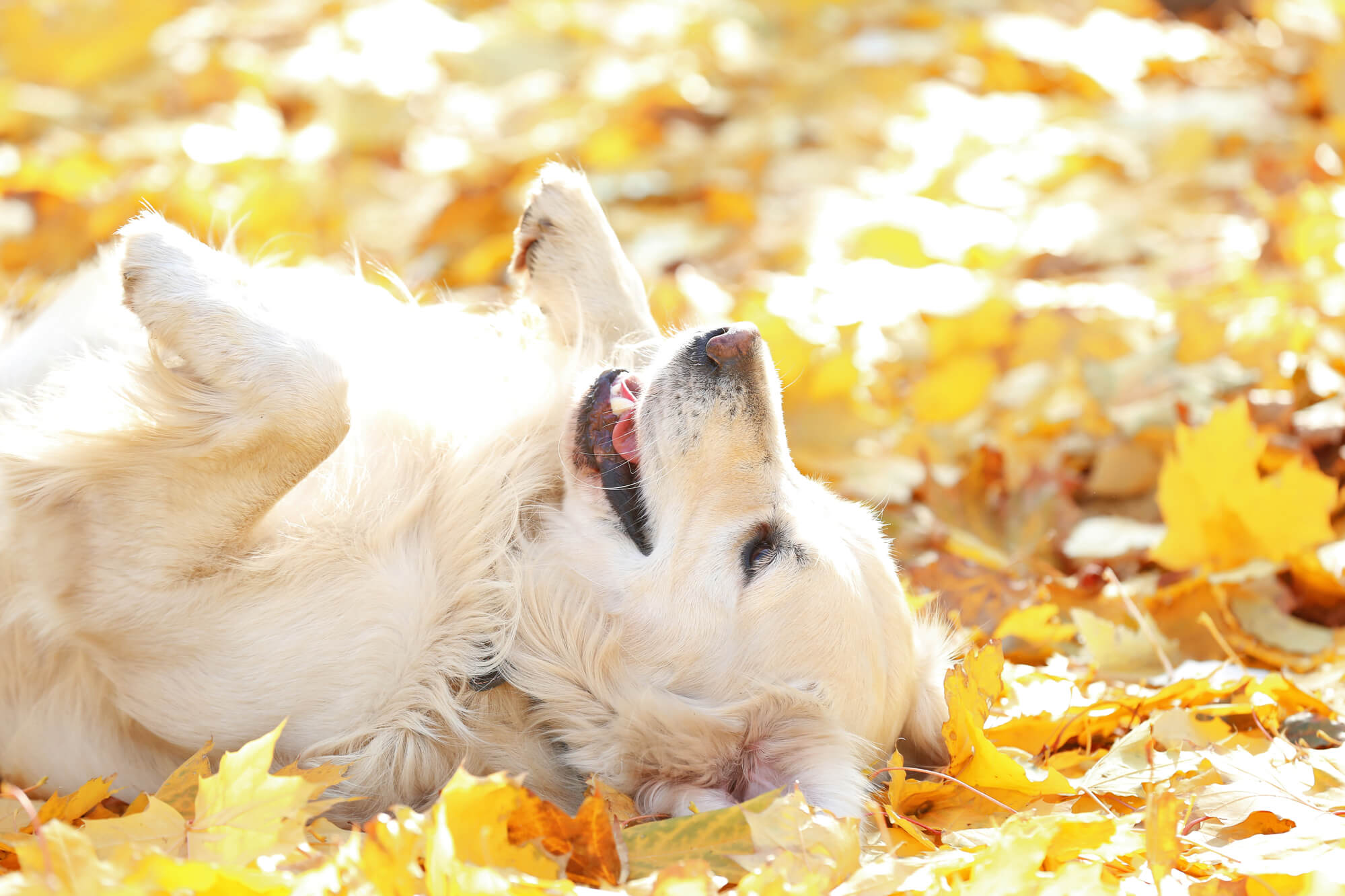 Dog in leaf pile