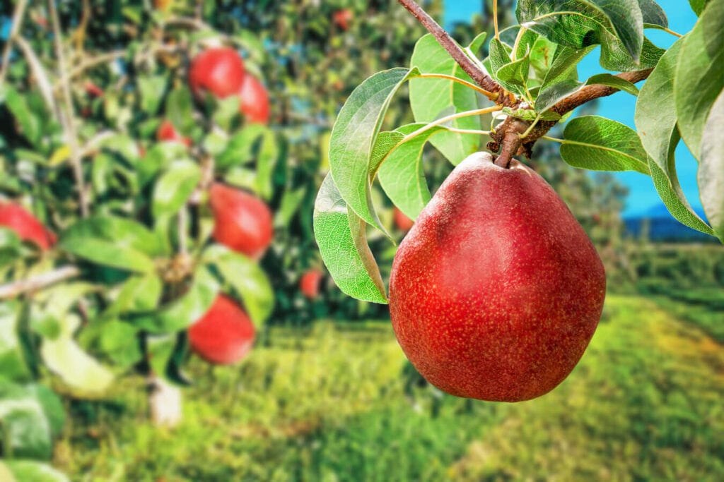 Red Anjou Orchard