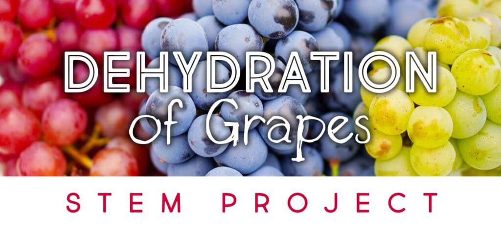 Dehydration of Grapes STEM Project