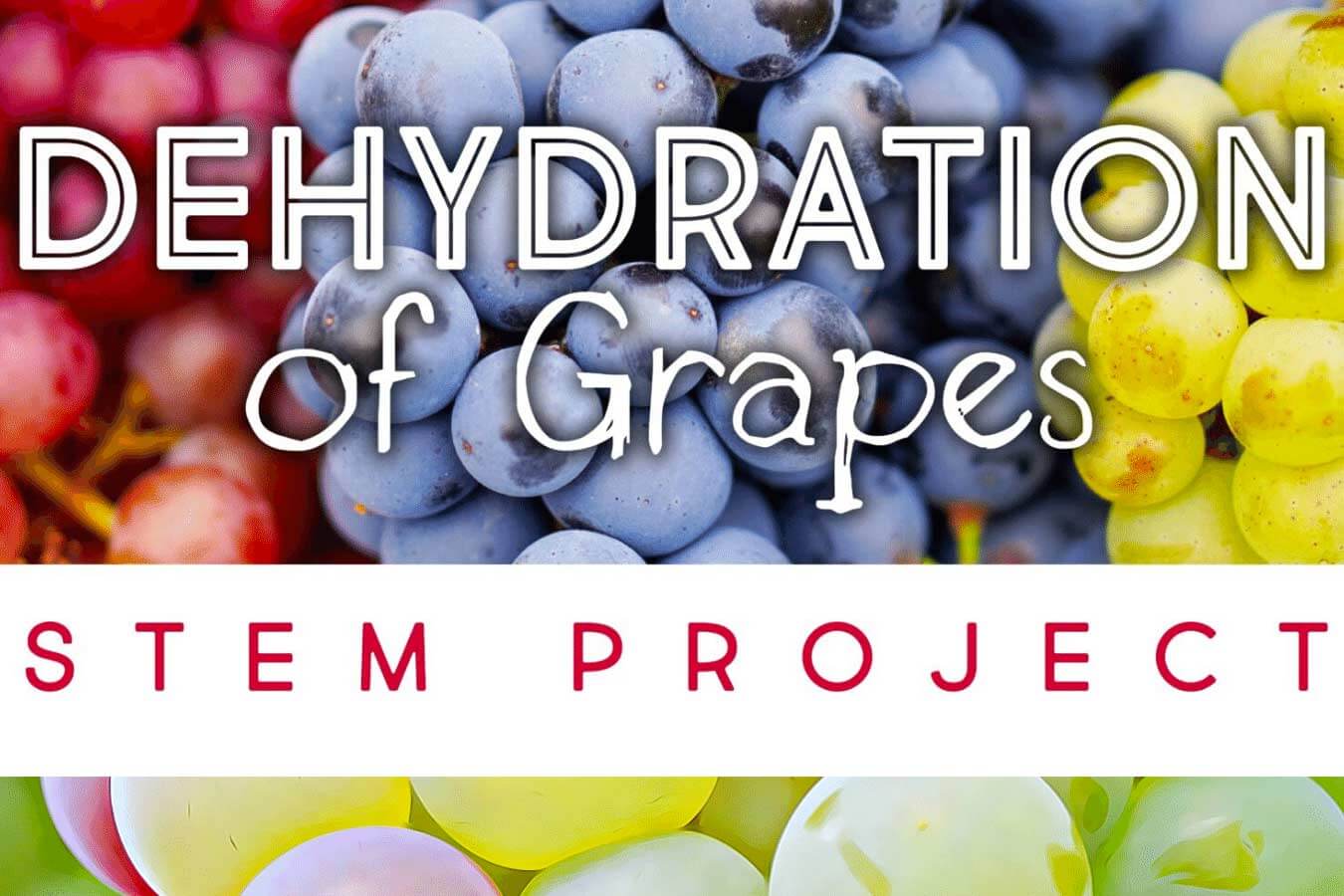 Dehydration of Grapes STEM Project