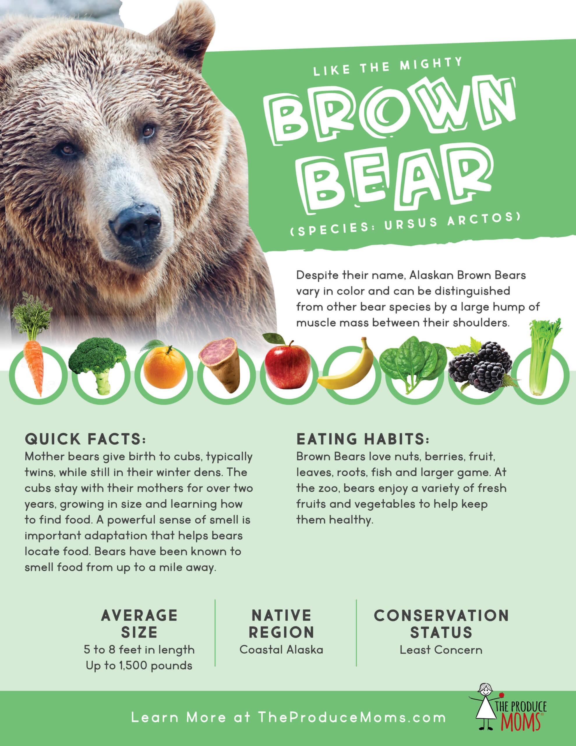 Brown Bear Fact Sheet