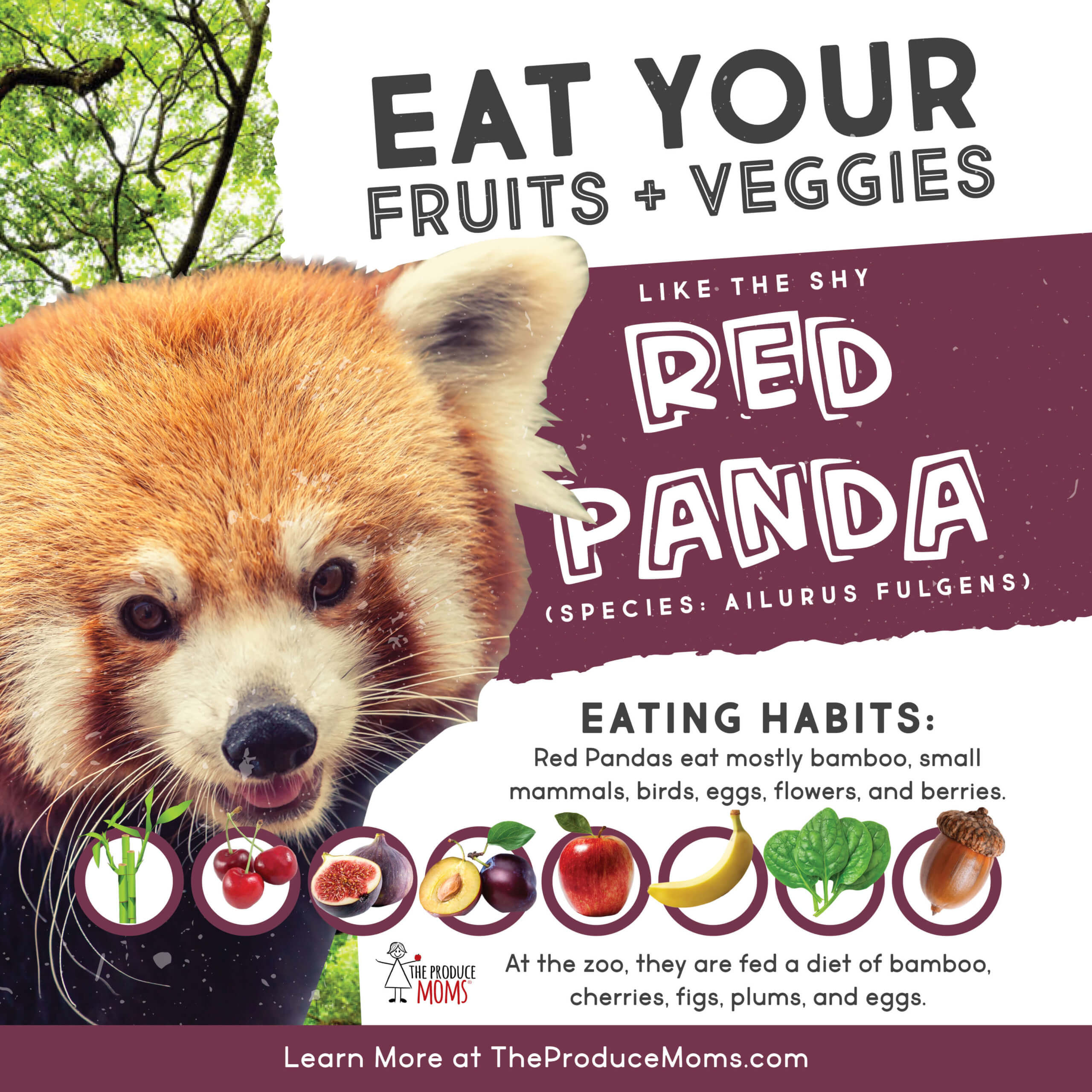 Eat Like A Red Panda