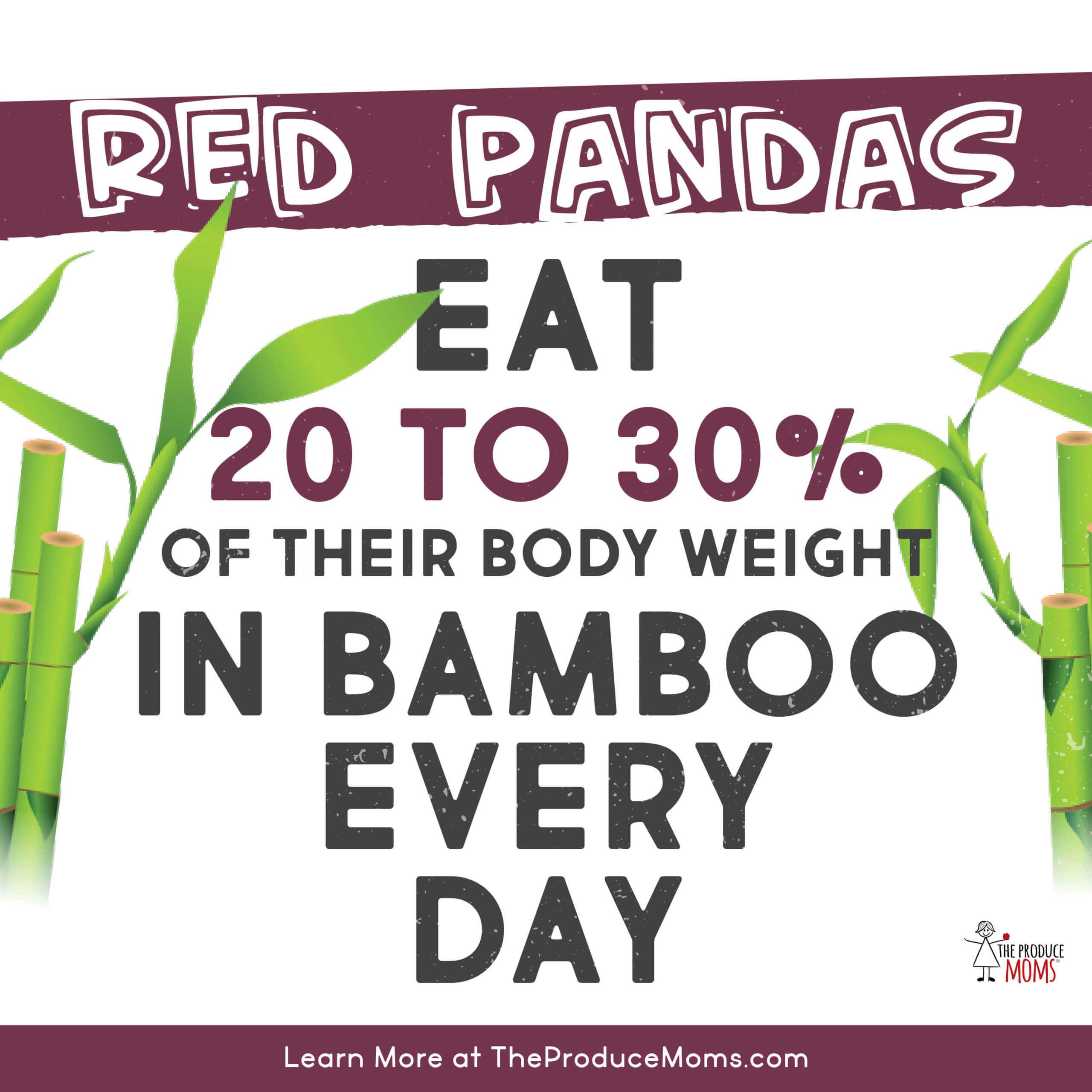 Red Panda Bamboo 