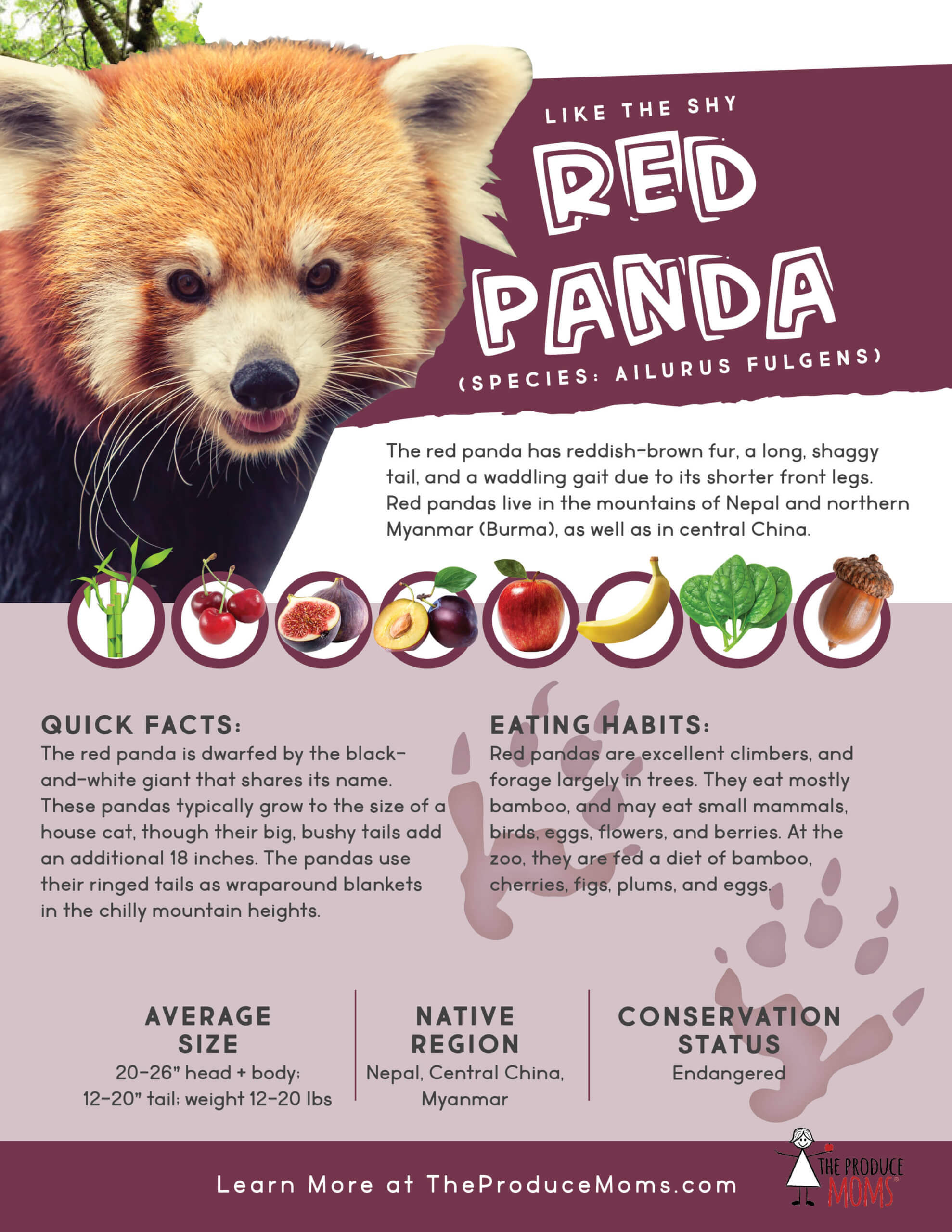 Red Panda Diet