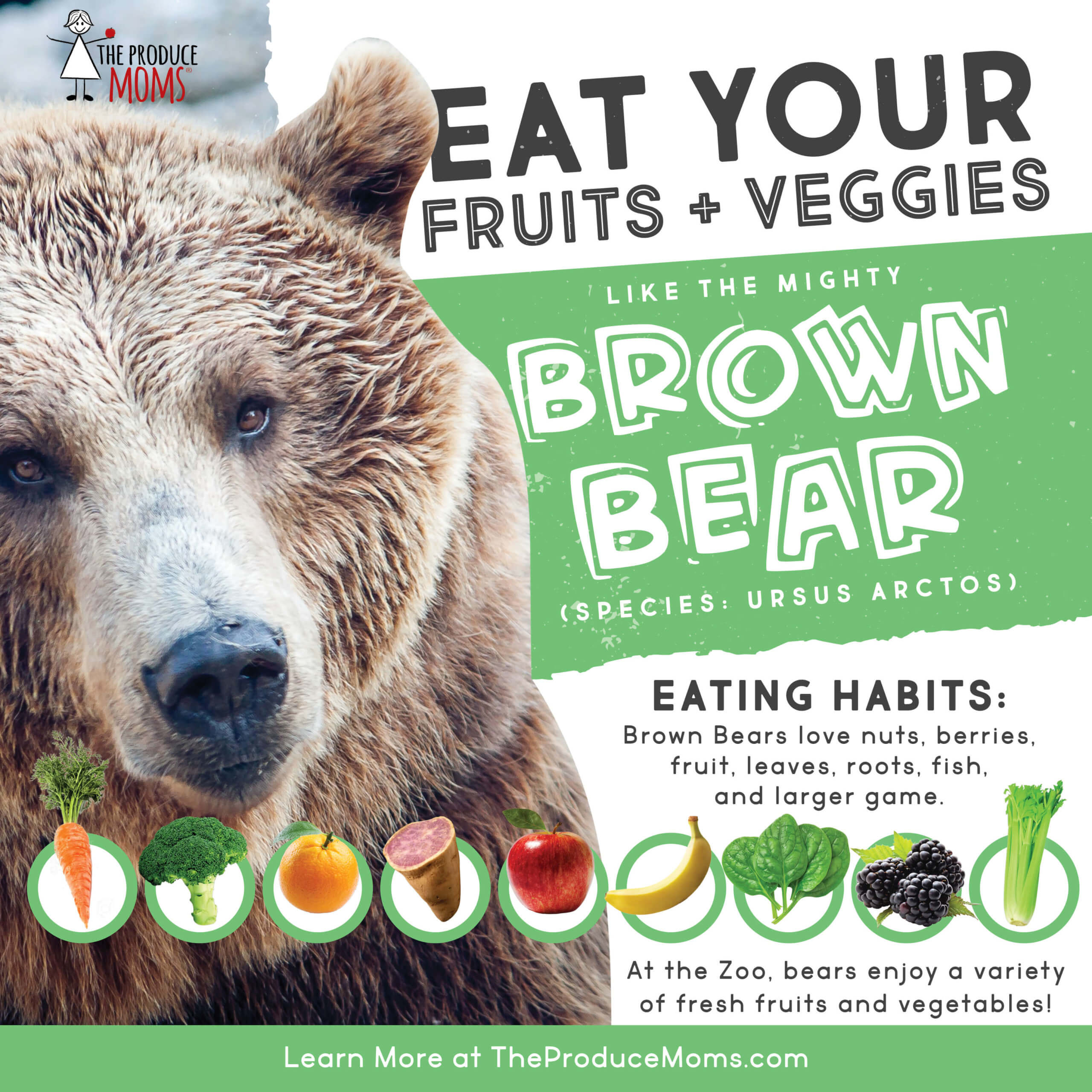 Brown Bear diet