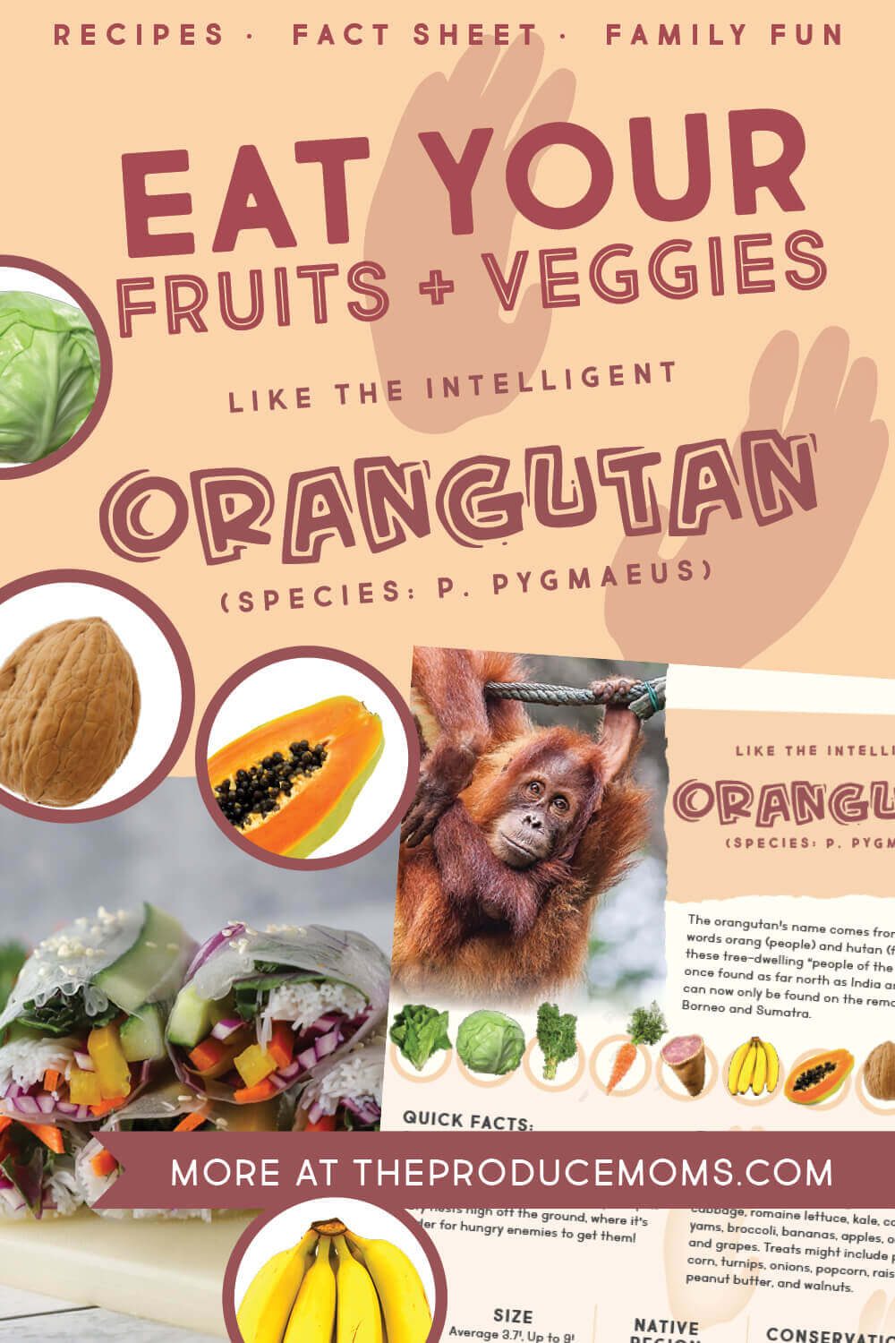 Eat Like An Orangutan: Salad Roll & Fruit Salad Buffet