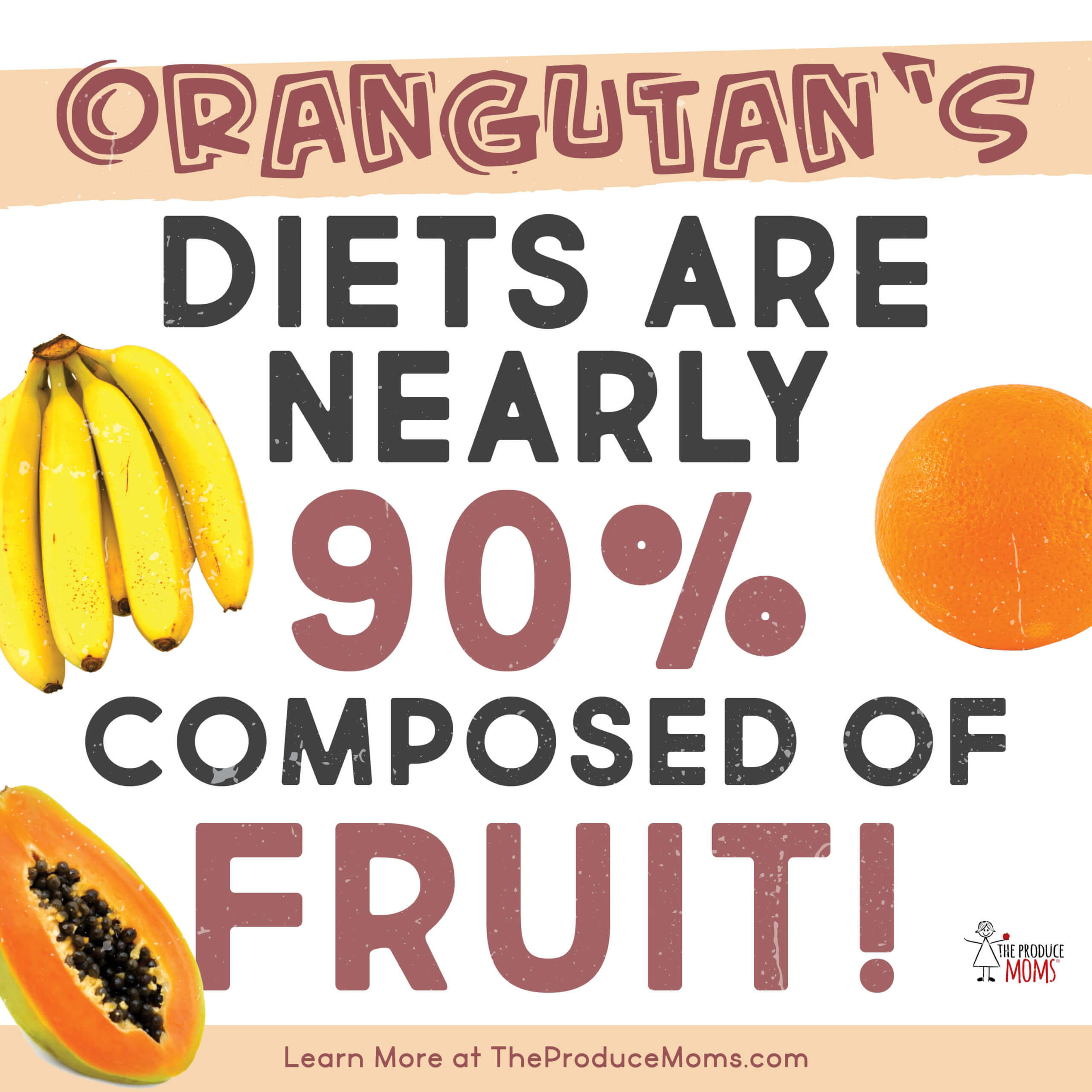 orangutan’s love fruit