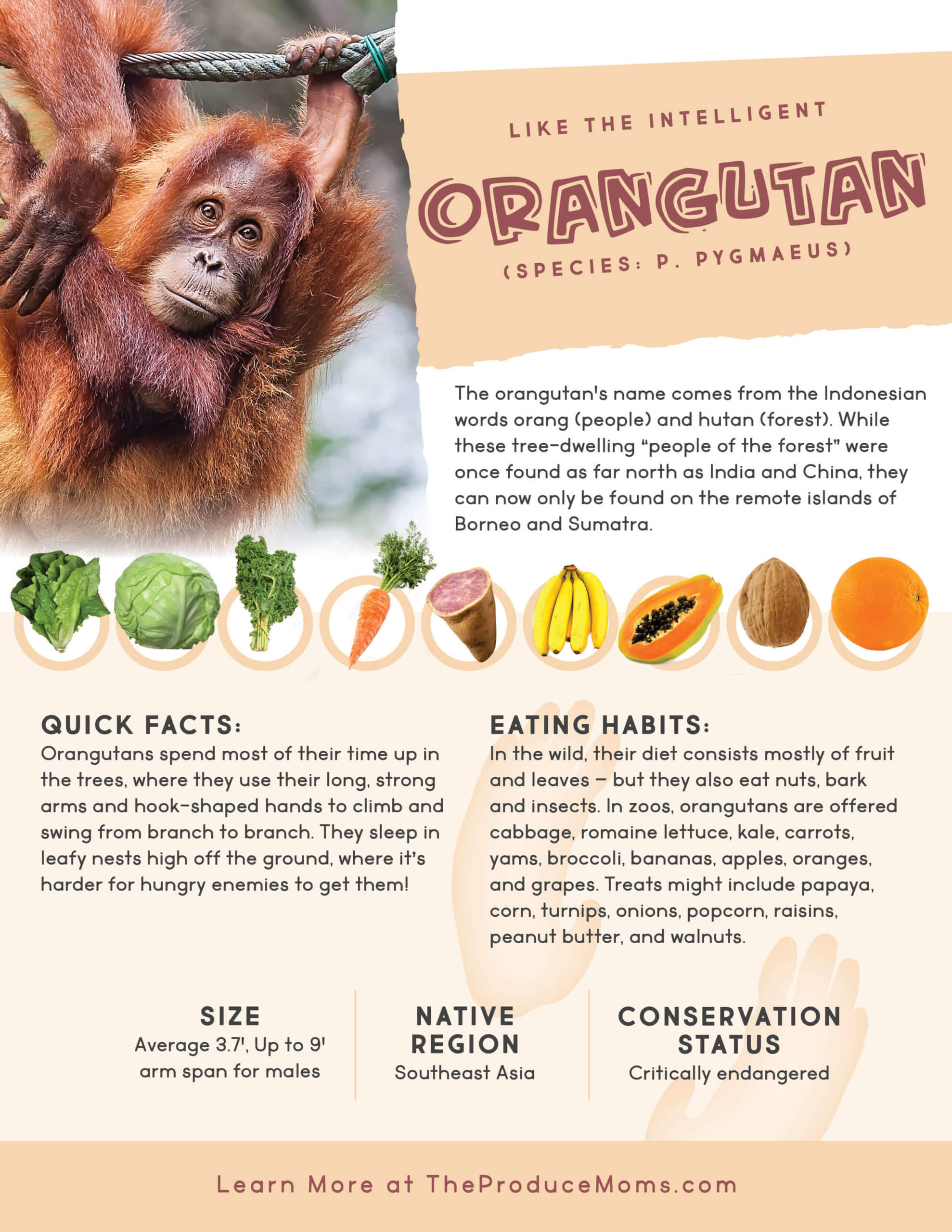 Orangutan diet and facts