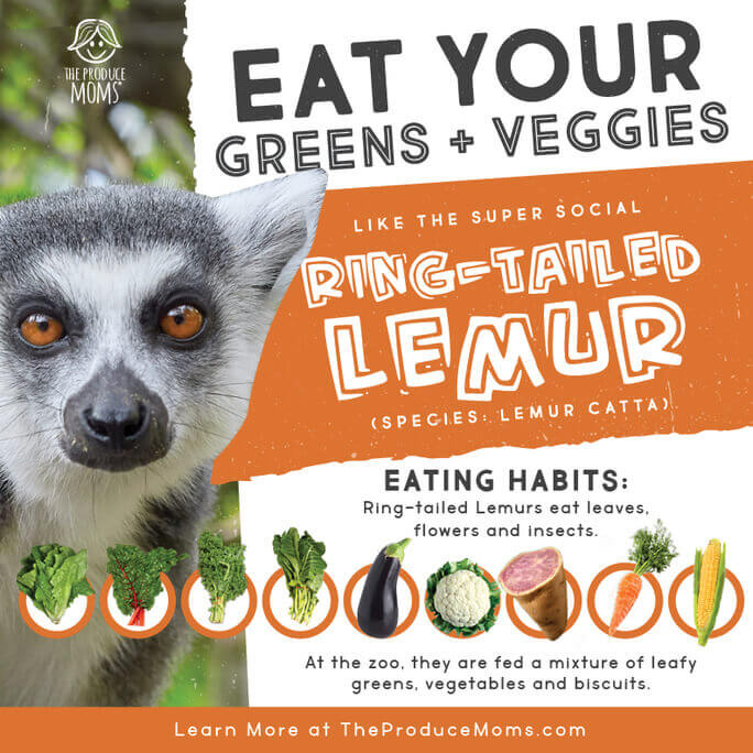 Ring-Tailed Lemur Diet Card