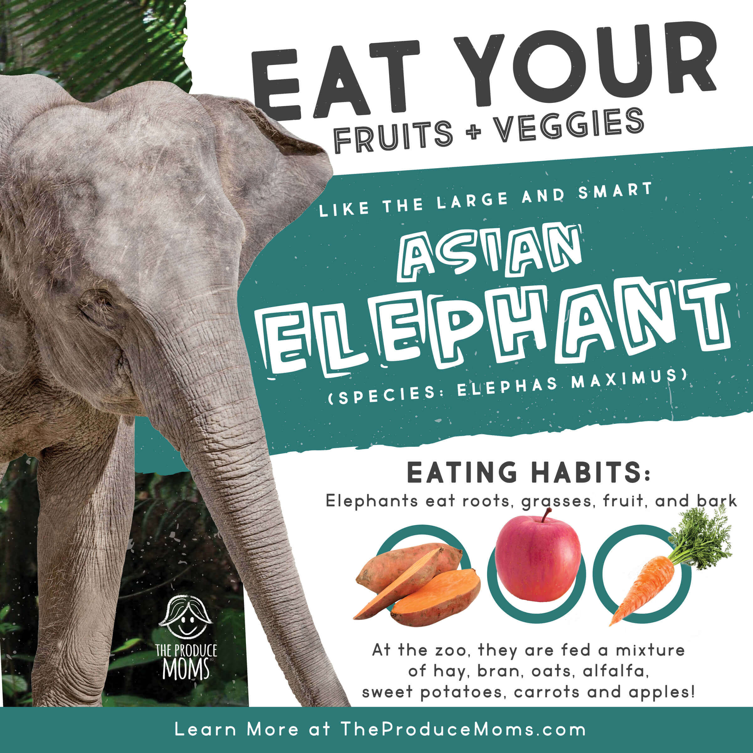 Eat Like An Elephant Diet Card