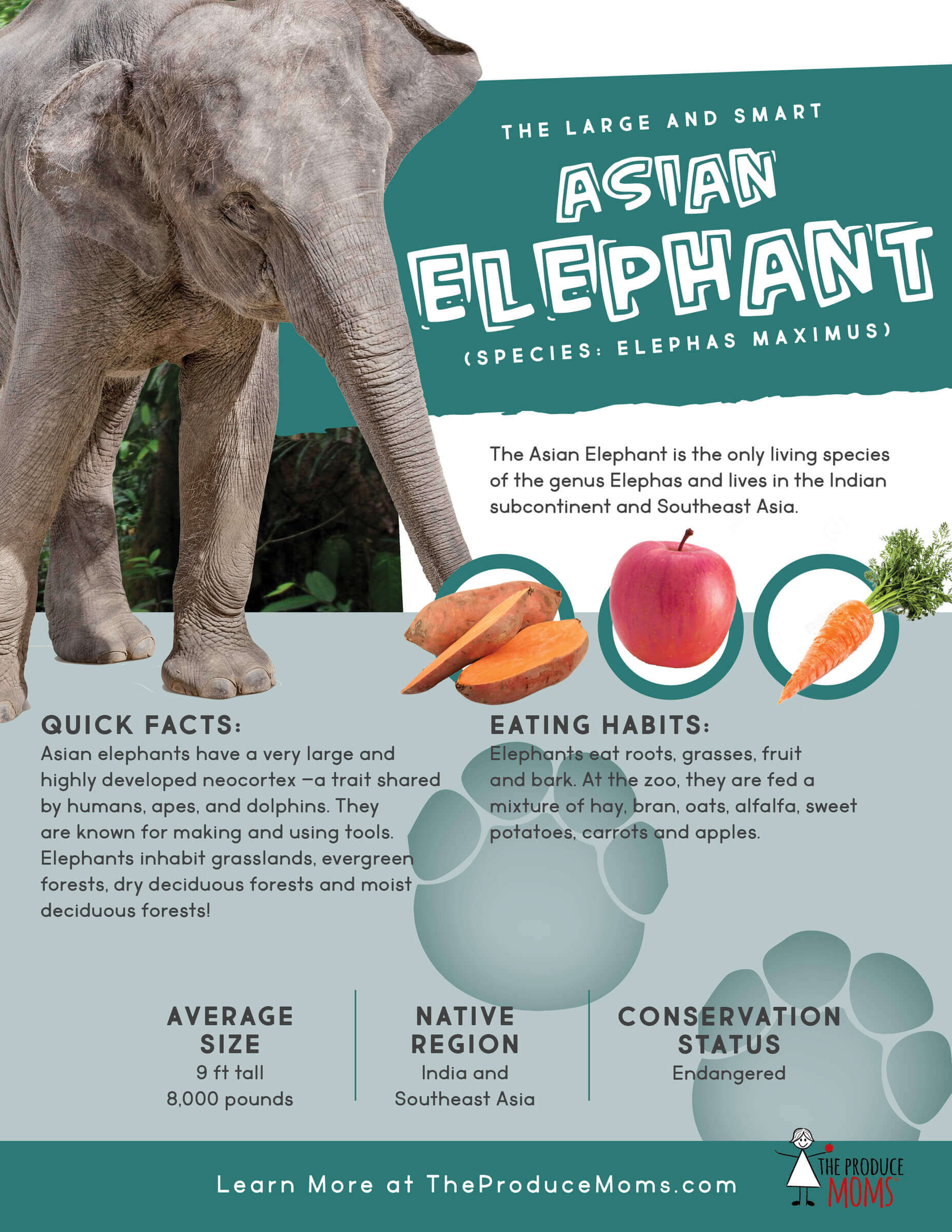 Quick Facts about Asian Elephants