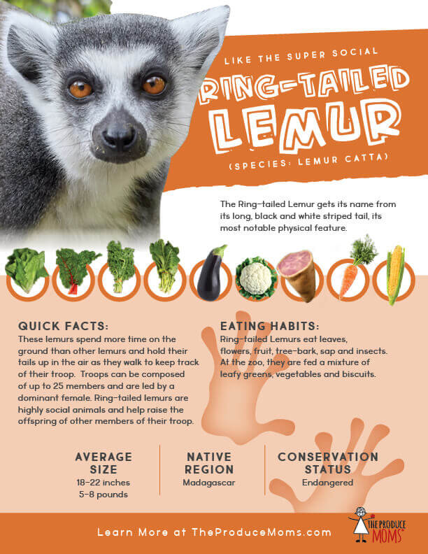 Quick Facts about the Ring-tailed Lemur