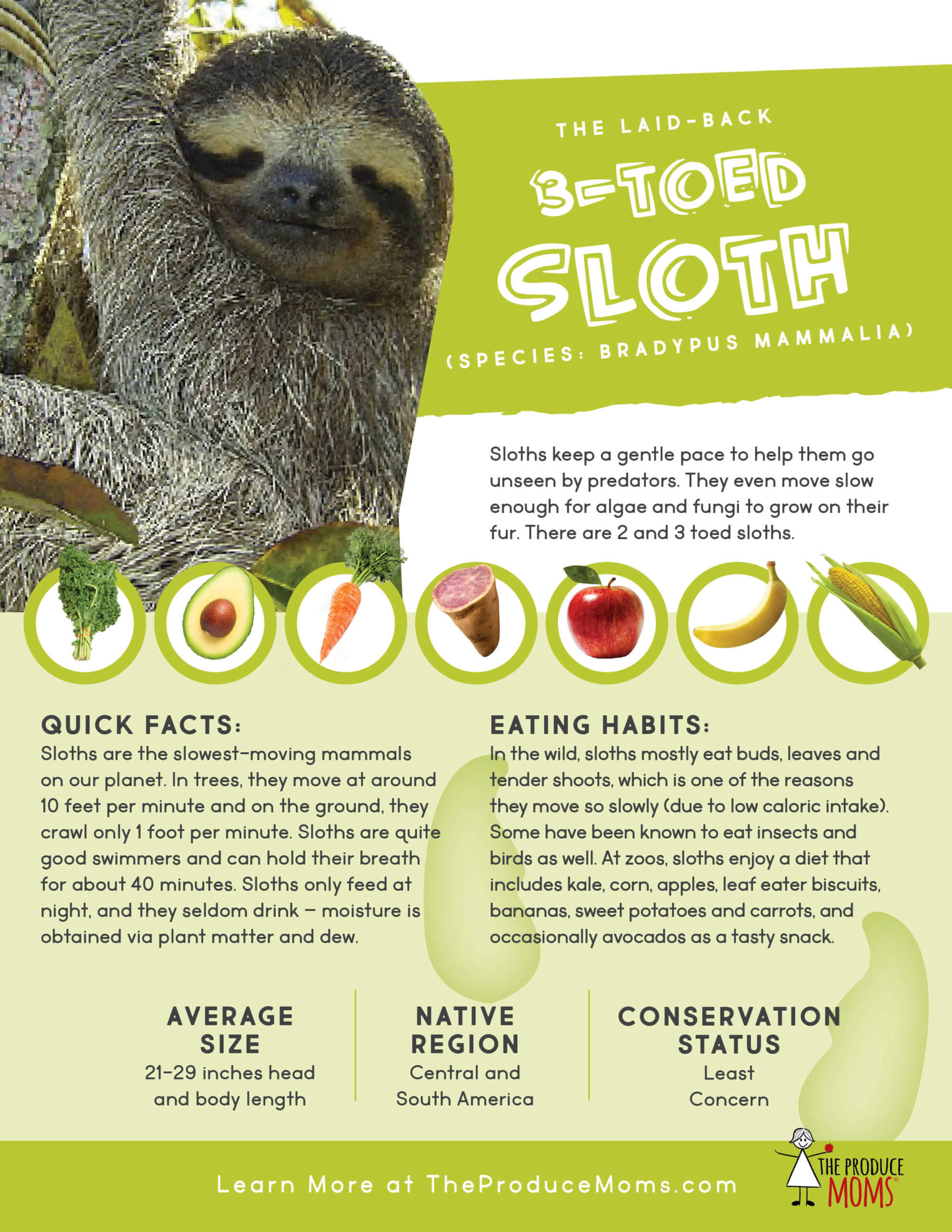 Eat like a sloth
