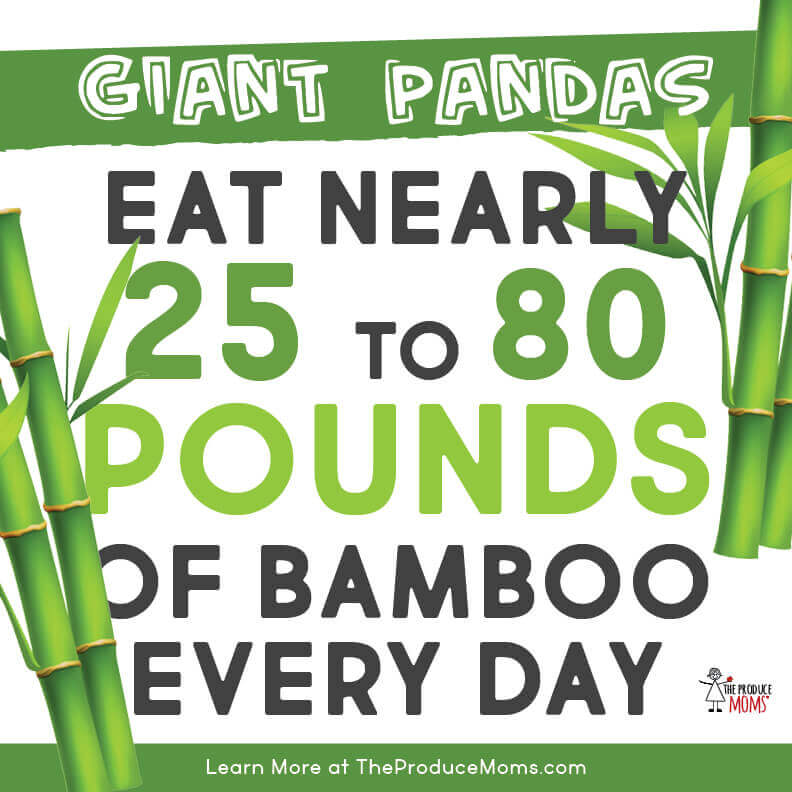Giant pandas eat a LOT of bamboo! 