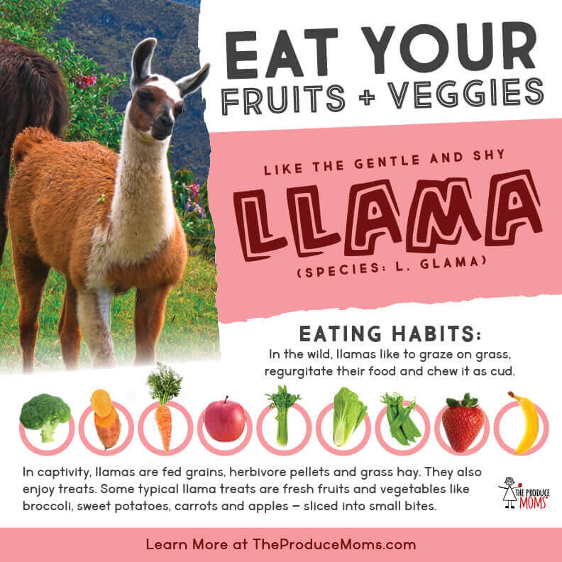 Eat Like a Llama Diet Card