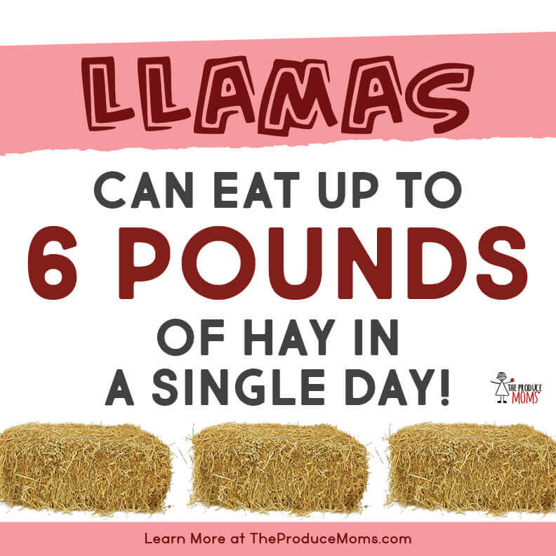 Eat Like A Llama - but may not that much!