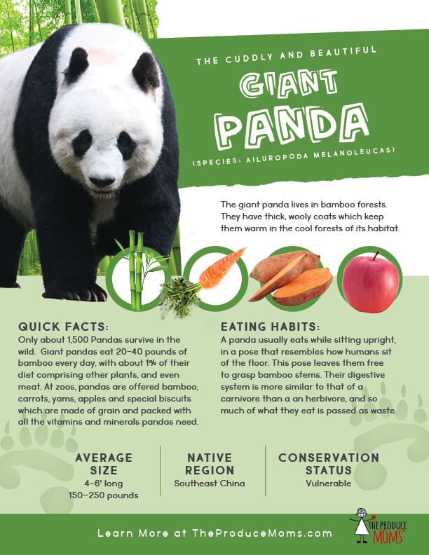 Giant Panda Fact Sheet