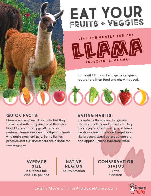 Eat Like A Llama Fact Sheet