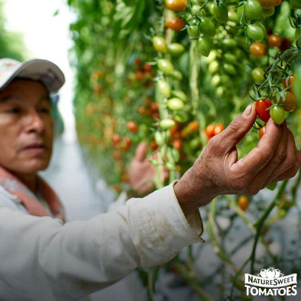 Behind the Tomatoes: NatureSweet Is Doing What's Right