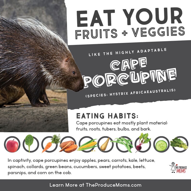 Eat like a cape porcupine