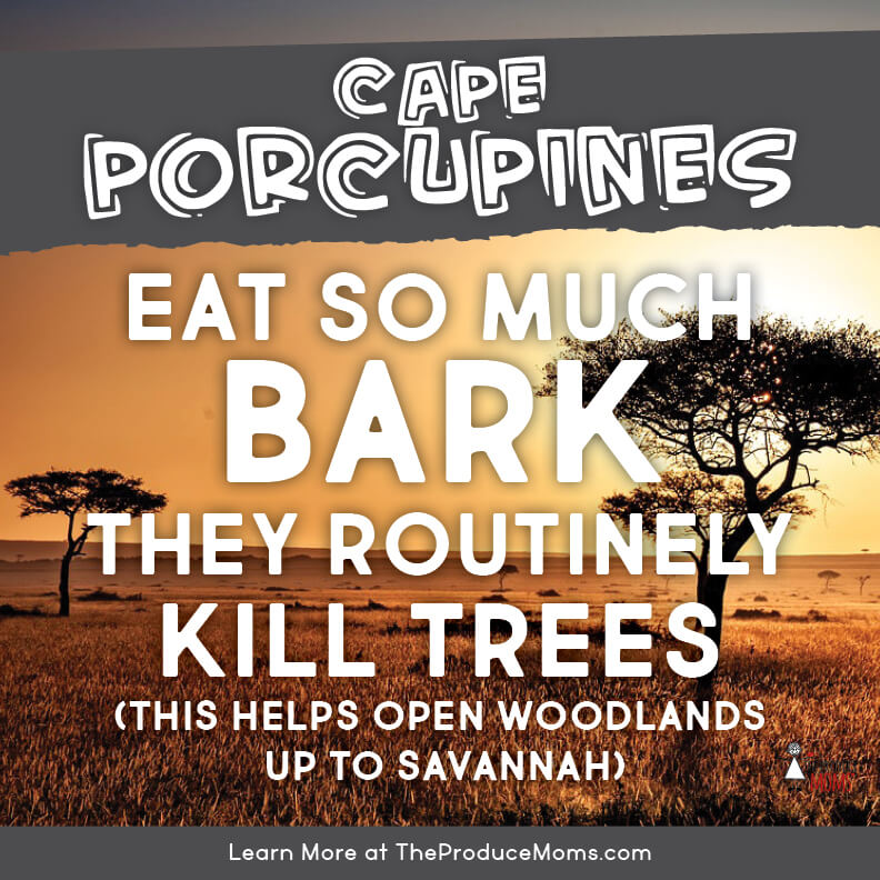Eat Like a Cape Porcupine