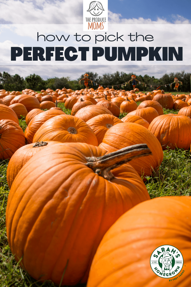 How To Pick a Pumpkin