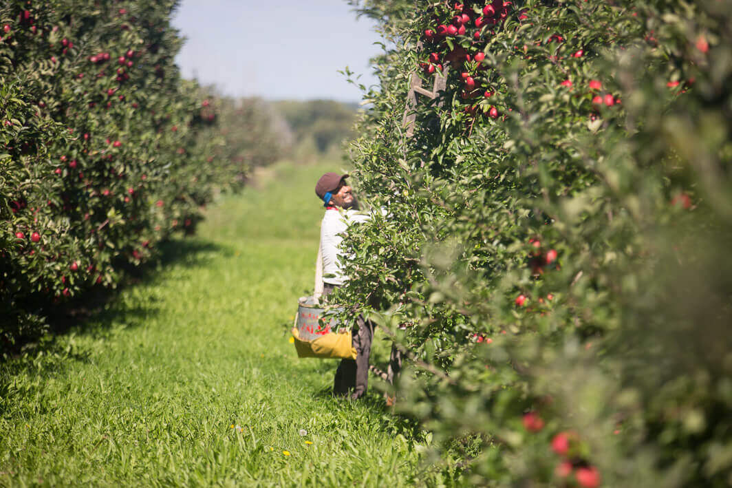 At work in the apple orchards