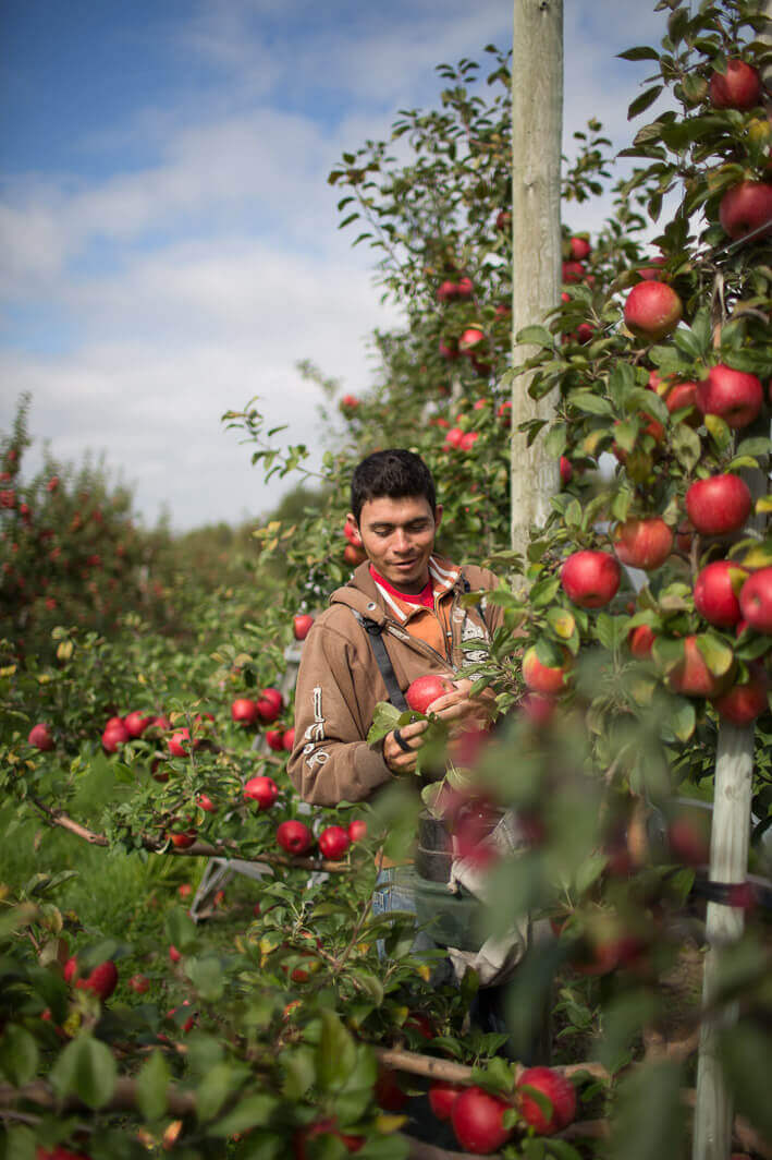 Picking the best apples