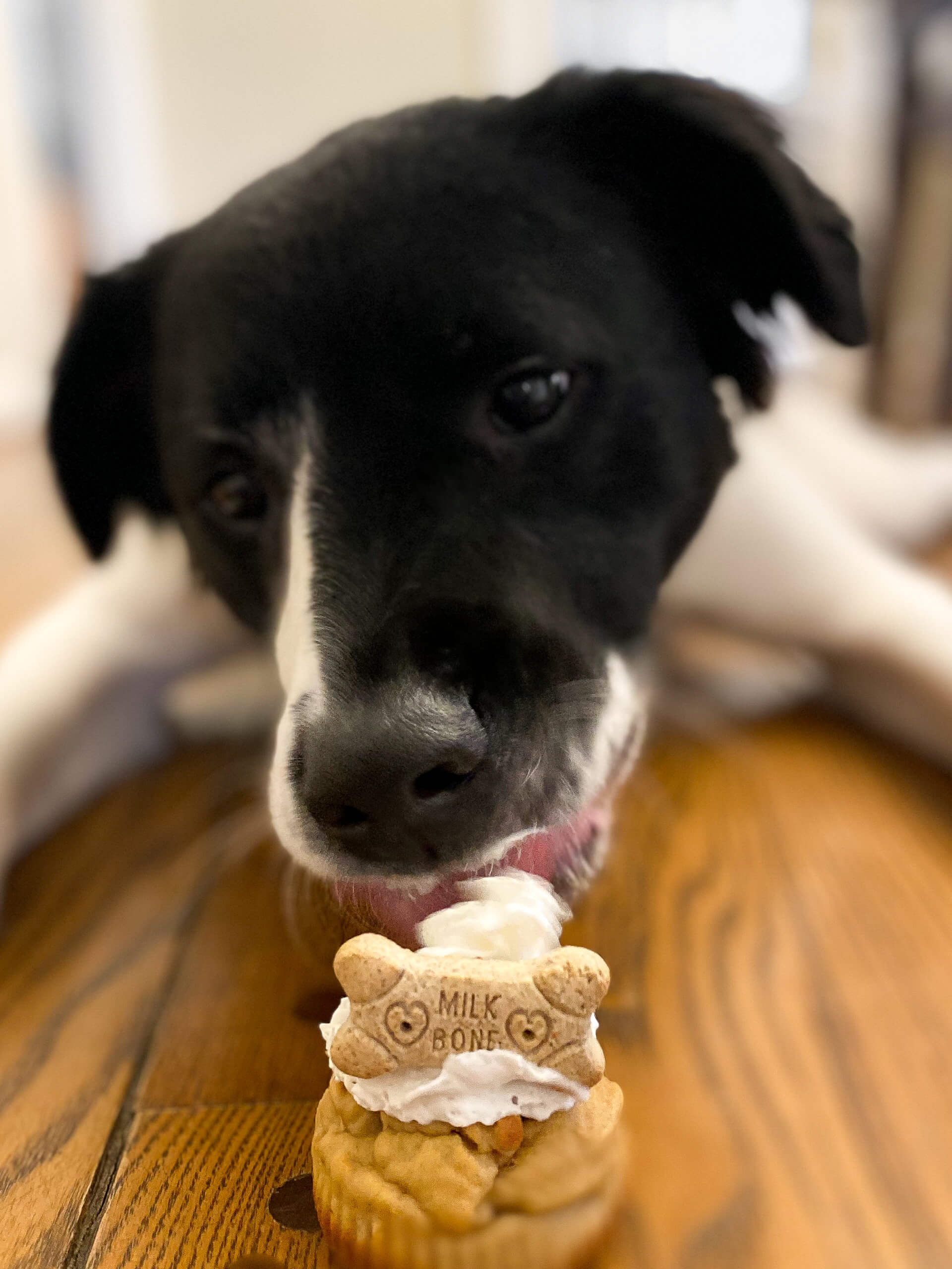 Dog Eating Pupcake