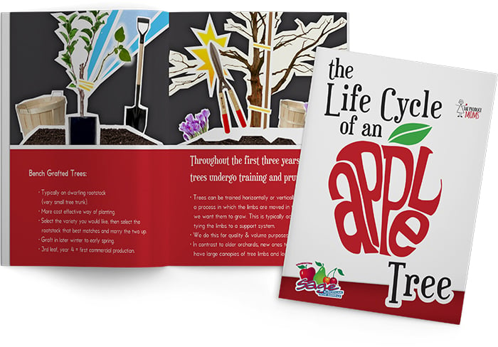 life cycle of an apple tree