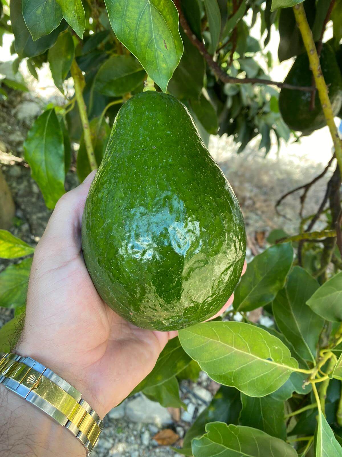 Theprivateavocado: The Next Big Health Craze? - 1cr2dg5