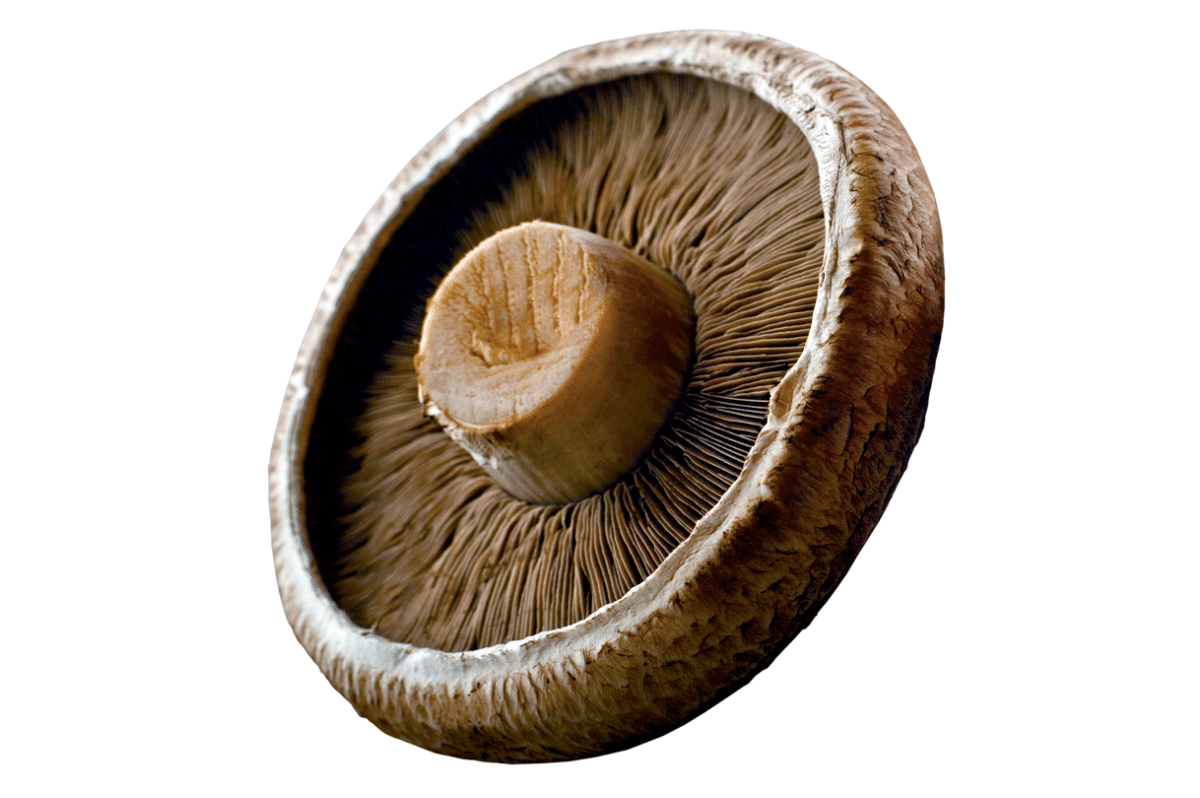 Portabella Mushrooms Photo