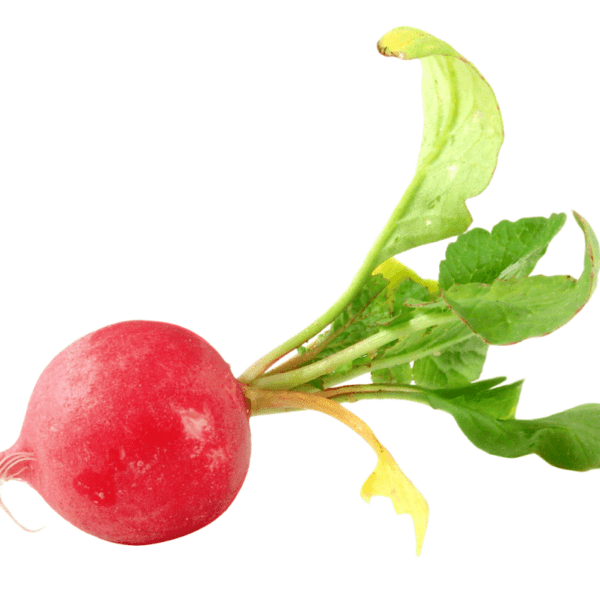 Radish