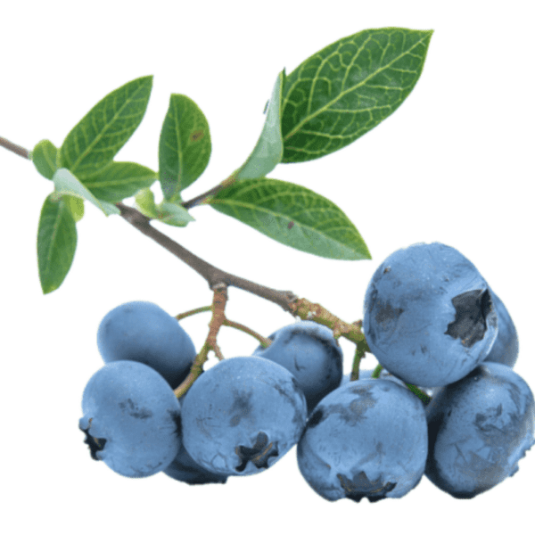 Blueberry