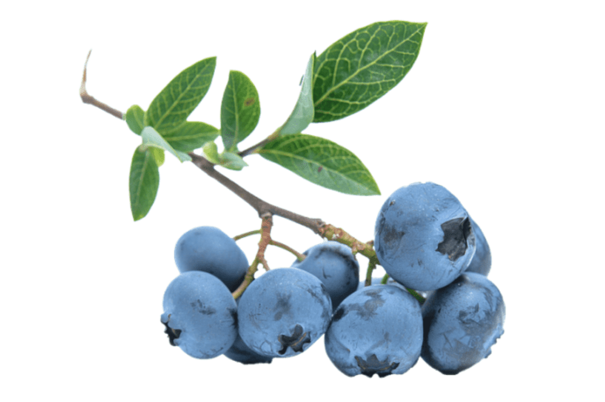 Blueberries Photo