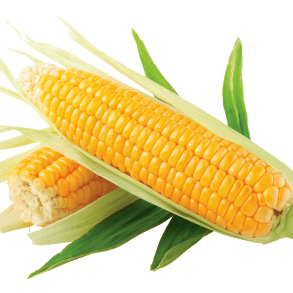 Corn