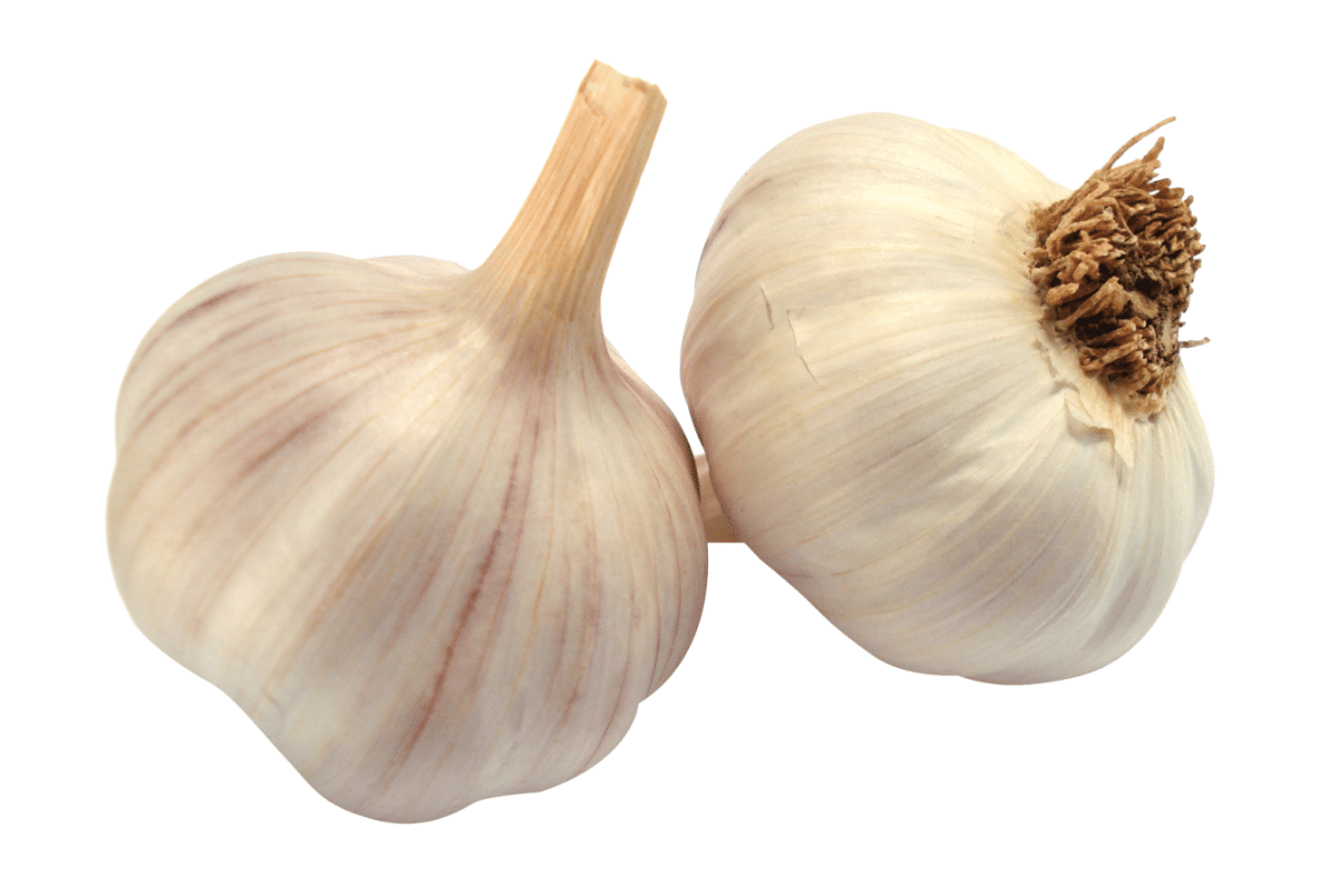 Garlic Photo