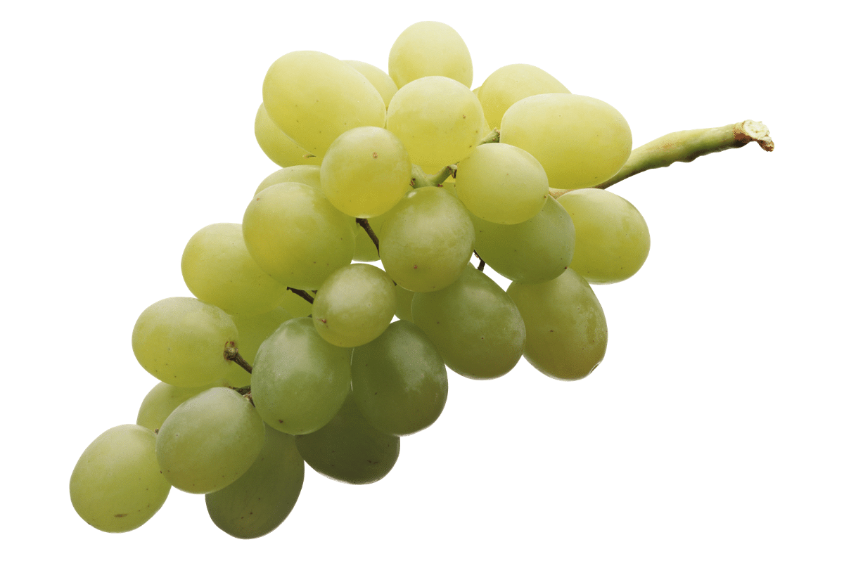 Grapes Photo